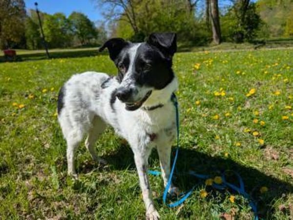 Smilla - wedelt sich in jedes Herz