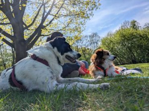 Smilla - wedelt sich in jedes Herz