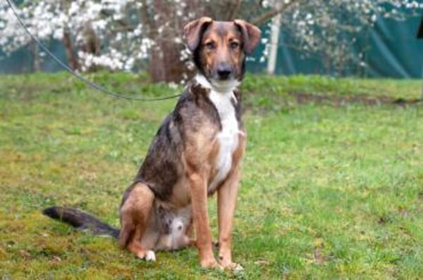 BELKO, toller Kumpel mit viel Potential