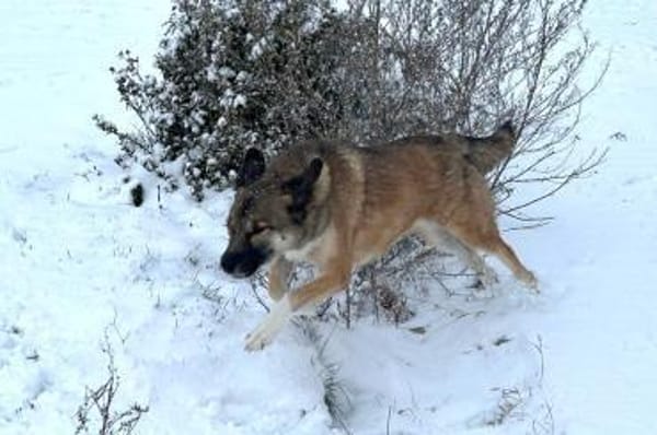Rey - Königin sucht Hofstaat