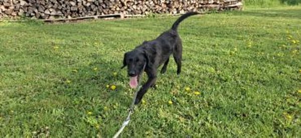 Klein Willis sucht seine Menschen