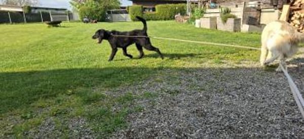 Klein Willis sucht seine Menschen