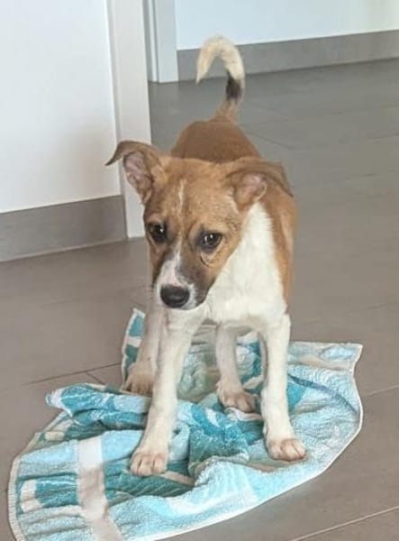 Strolch wartet in 97499 Traustadt
