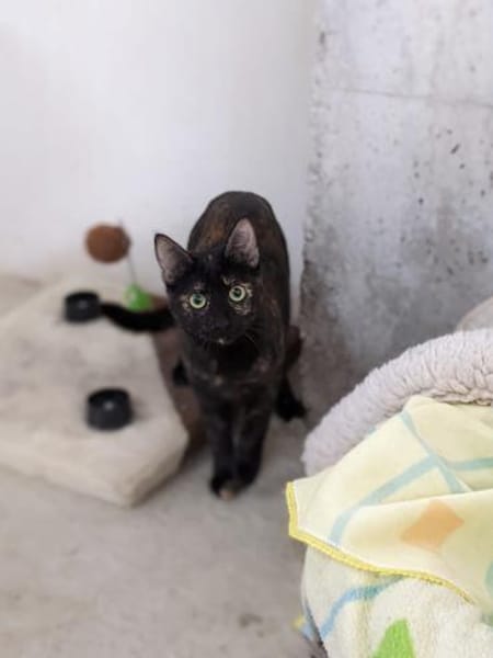 JESSY - kleine Seele die still leidet!