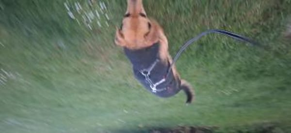 Kleine Hunde suchen ein Zuhause