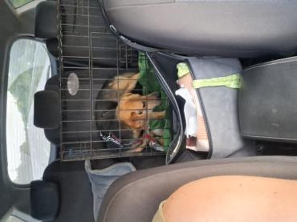 Kleine Hunde suchen ein Zuhause