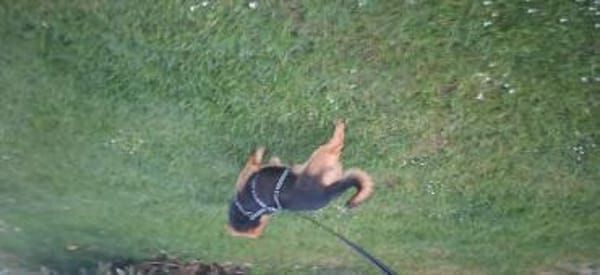 Kleine Hunde suchen ein Zuhause