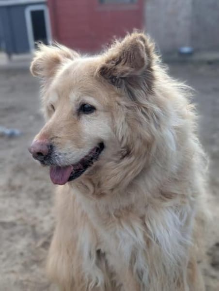 Benji