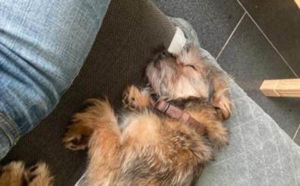 Süß, süßer...Joey