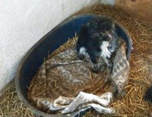 Milo 36 cm (Pflegestelle)