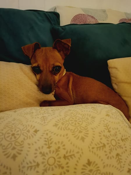 Roxy la mamie coquine