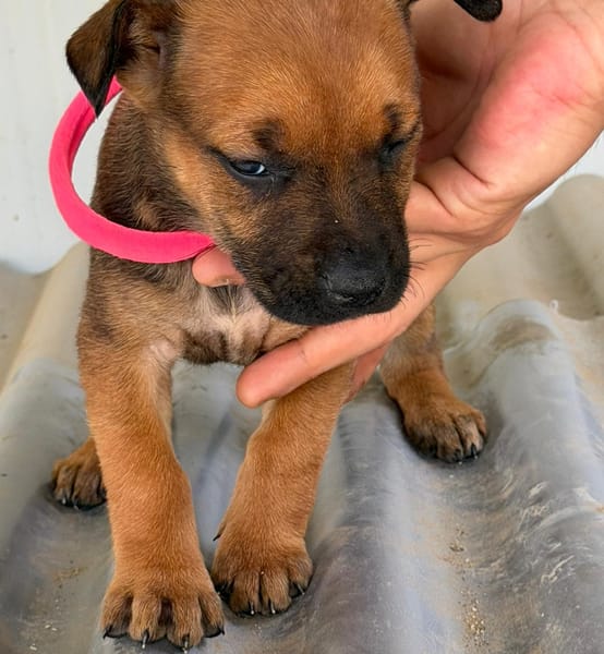 DORA(Maria)