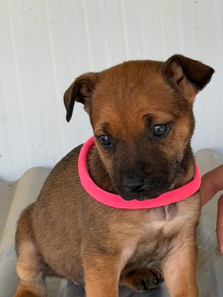 DORA(Maria)