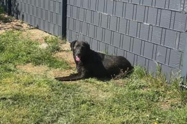 Blacky - Herzensbrecher auf 4 Pfoten