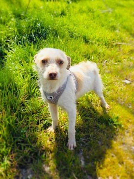 Charmeur Gero sucht eine Familie