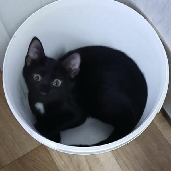 Kleine Mio sucht ihr Glück!