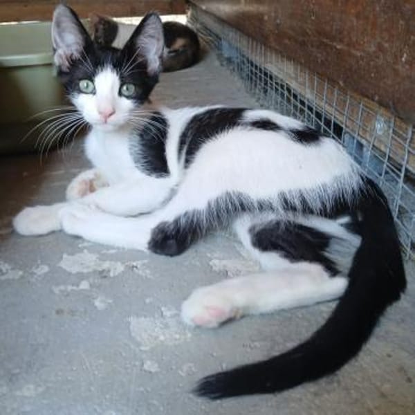 Kleine Two Spot sucht Zuhause!