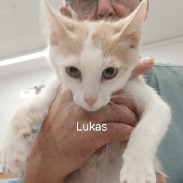 Kater Lukas entdeckt die Welt!