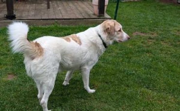 Happy End für Finnie gesucht