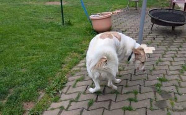 Happy End für Finnie gesucht