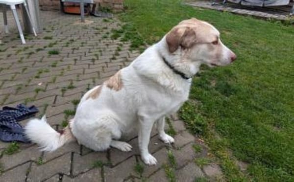 Happy End für Finnie gesucht