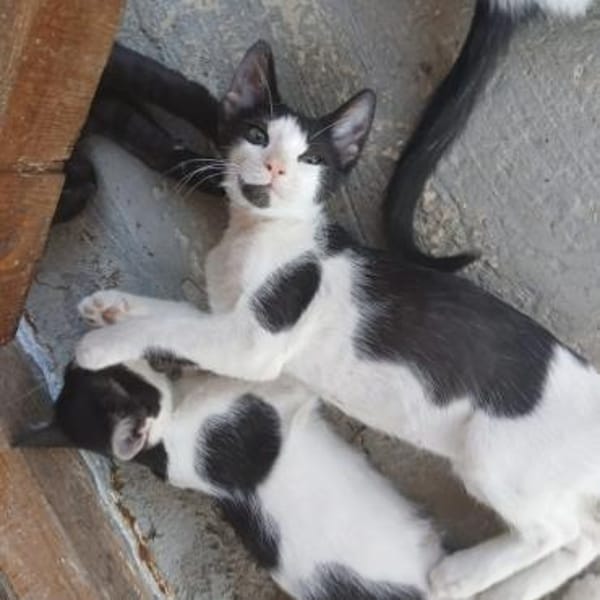 Kleiner Multi sucht Zuhause!