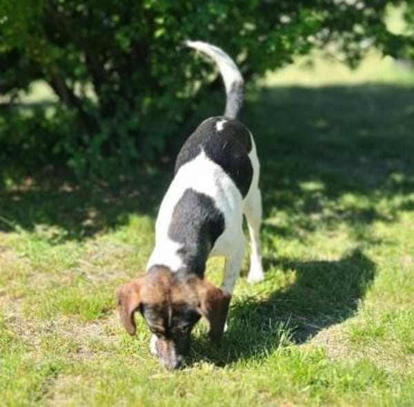 Bella- sanfte Seele sucht Zuhause