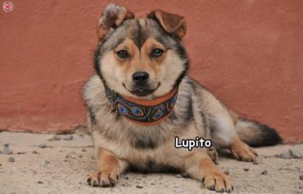 LUPITO