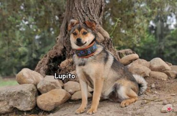 LUPITO