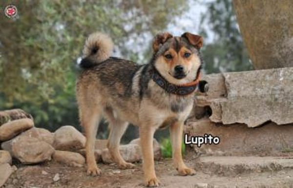 LUPITO