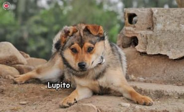 LUPITO