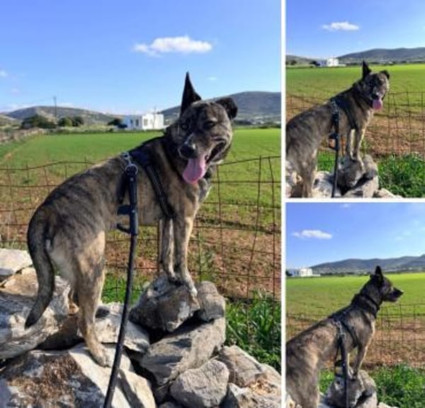 Luna - abgegeben im Shelter