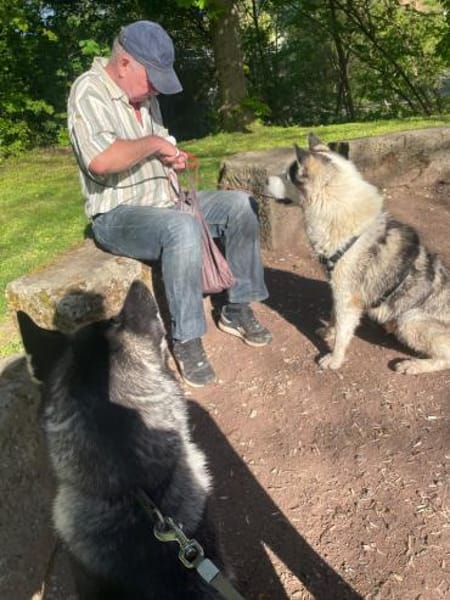 Venum ein junger toller Husky Rüde
