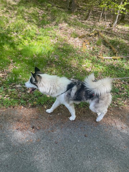 Venum ein junger toller Husky Rüde