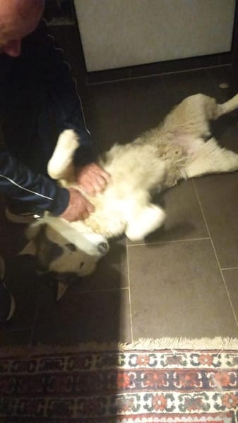 Venum ein junger toller Husky Rüde