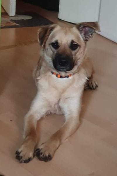 Sanfte,katzenliebe ♥Karla♥ 51503 Rösrath