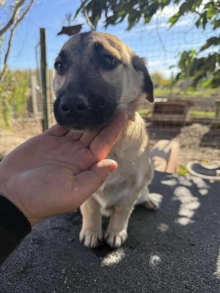 Die kleine 🐾❤ ARIELLE sucht eine Famil