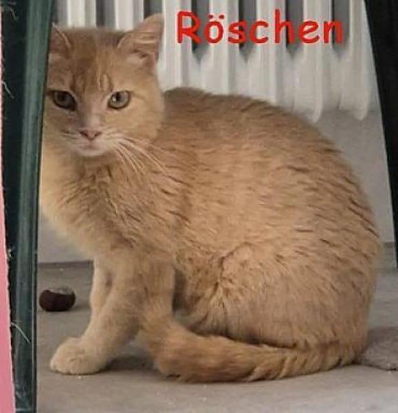 Salome und Röschen