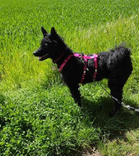 🐾 Winni sucht sein Zuhause 🐾