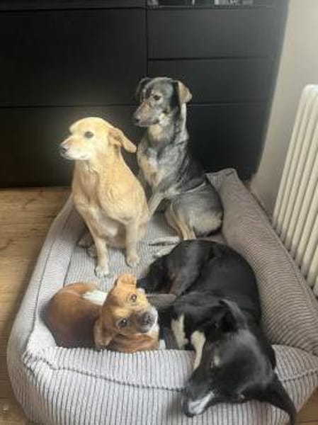 Junghund MORITZ sucht seinen Menschen!