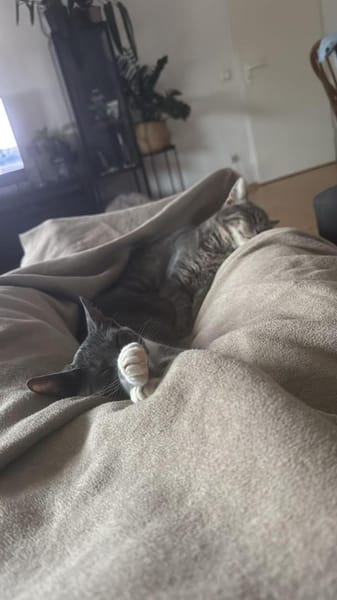 Grey und Murphy aus dem Tierschutz