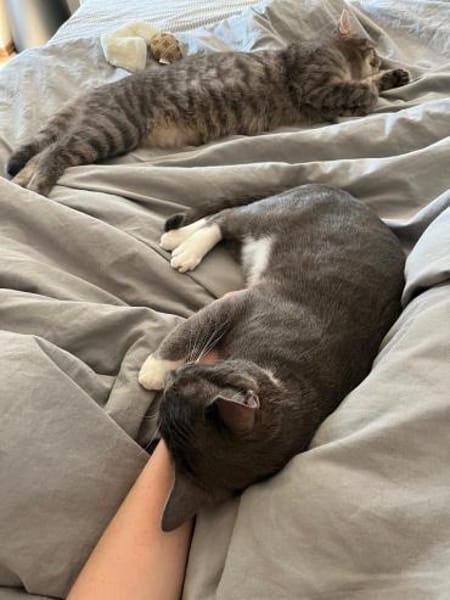 Grey und Murphy aus dem Tierschutz