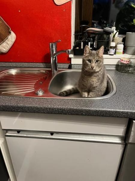 Grey und Murphy aus dem Tierschutz