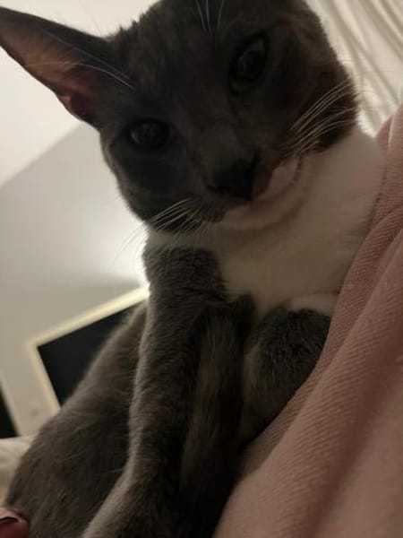 Grey und Murphy aus dem Tierschutz