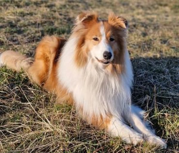 Marley