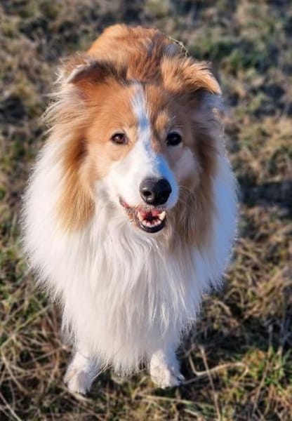 Marley