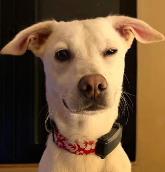 Dobby
