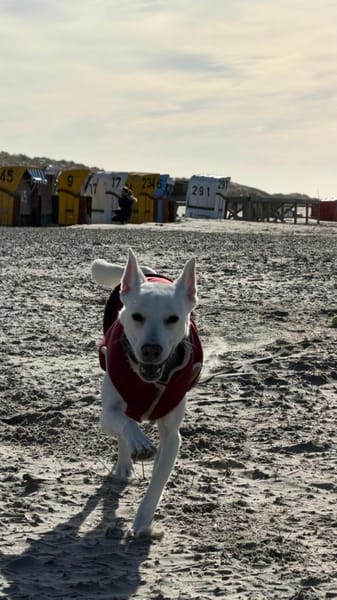 Dobby
