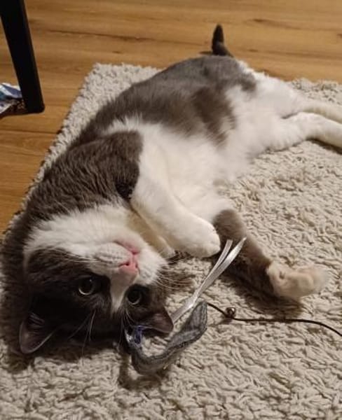 Zuhause gesucht für Gray