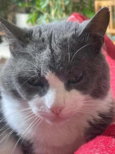 Zuhause gesucht für Gray